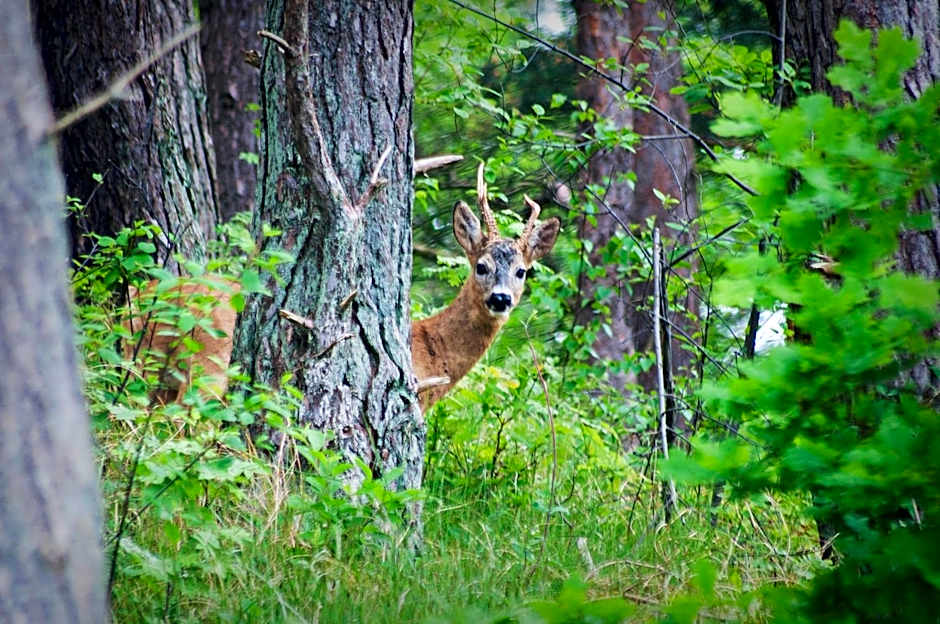 Upstalsboom Hotel Trassenheide