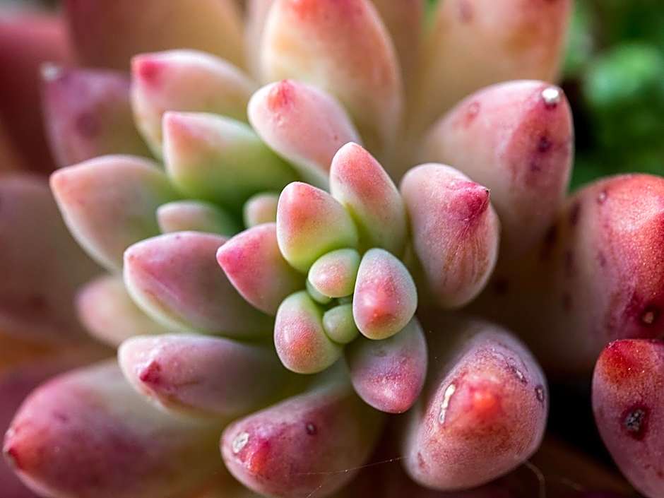 Botania Relais & Spa - The Leading Hotels of the World