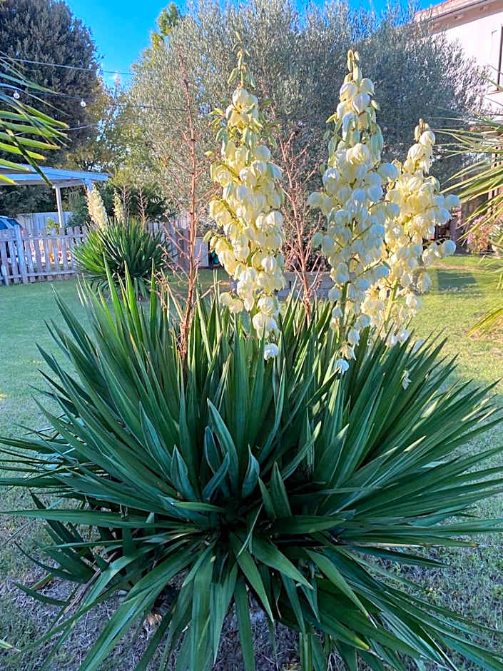 il leccio