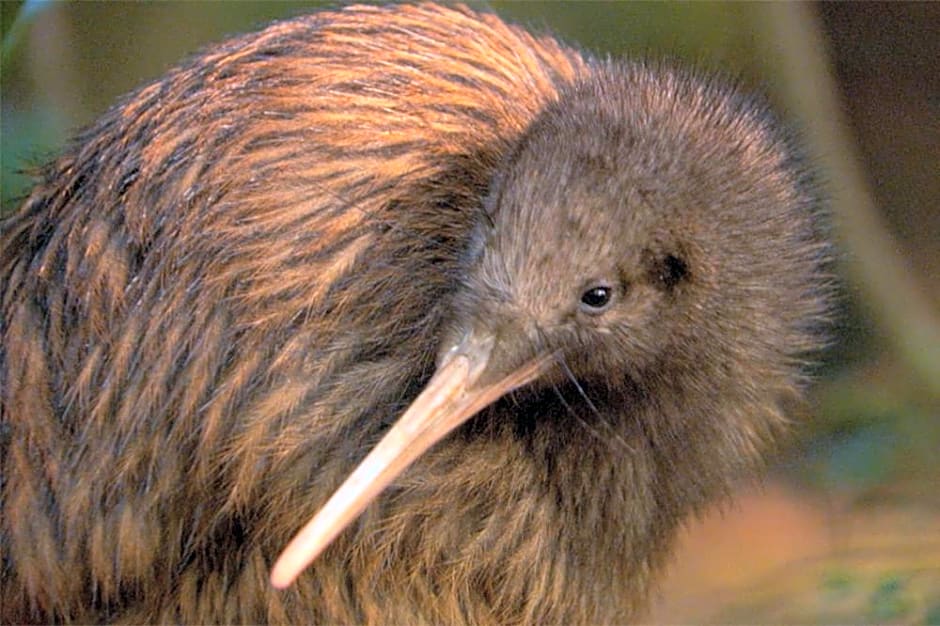 Kaka Retreat Motel, Stewart Island