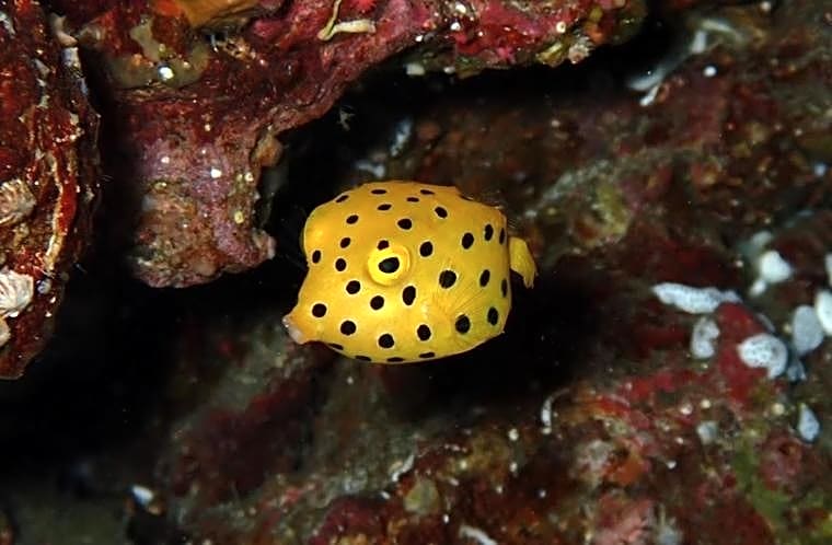 三浜館 伊豆大島