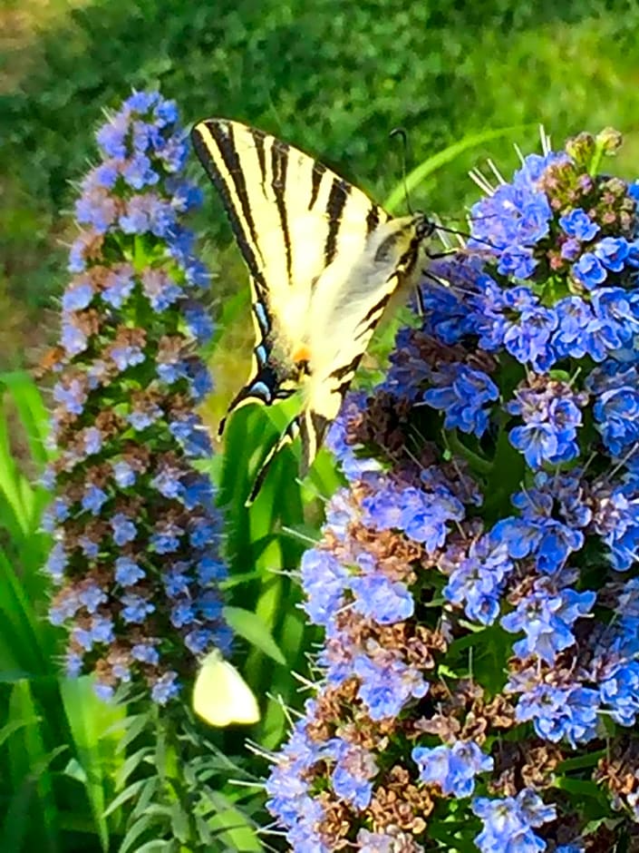 B&B Villa FioreConero