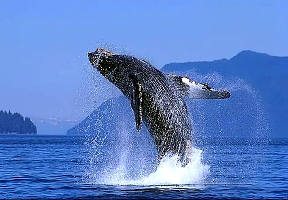Park Royal Homestay Los Cabos