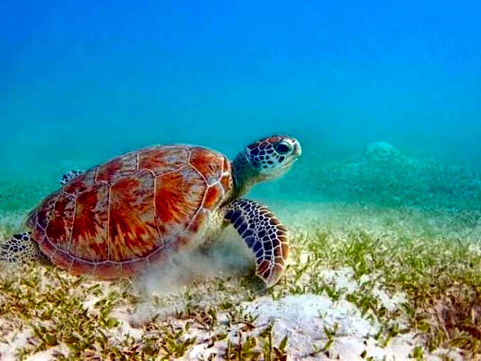 Oyster Bay Beach Suites