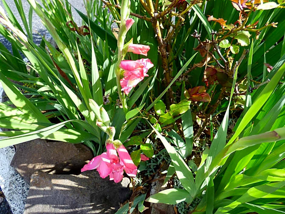 Anna Bella Motel Glen Innes