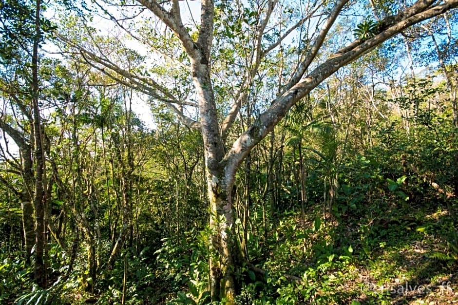 Chalé Envidraçado no Itaimbezinho