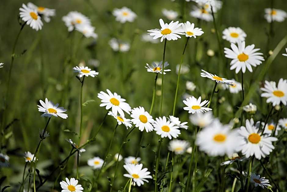 Garni Villa Tyrol - Adults Only