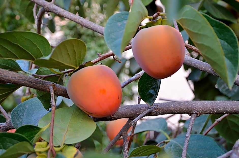 Garden Inn and Suites Fresno