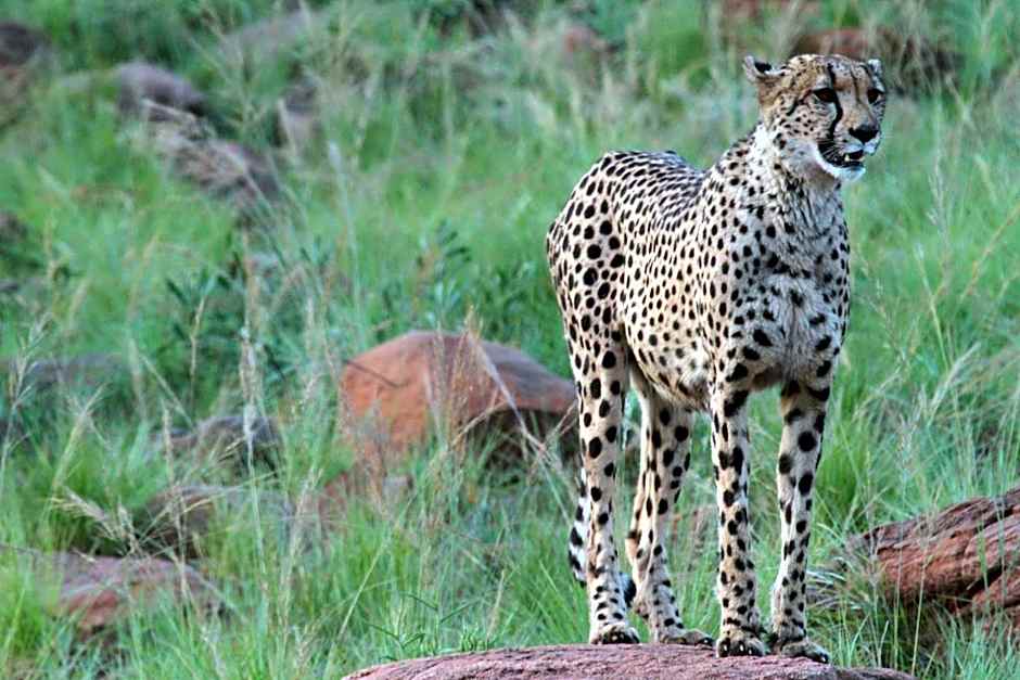 Inzalo Safari Lodge