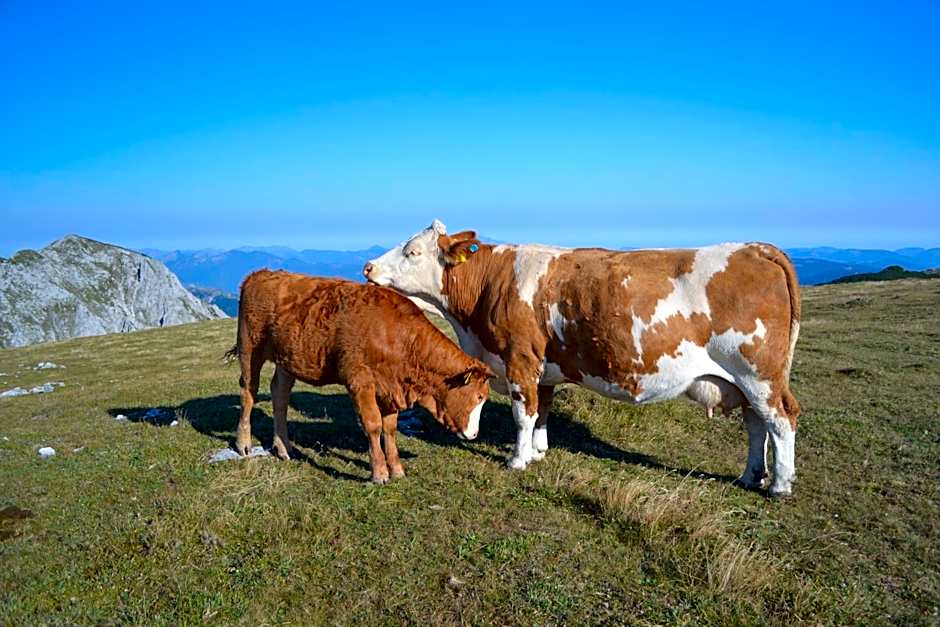 Gasthof Oberer Gesslbauer