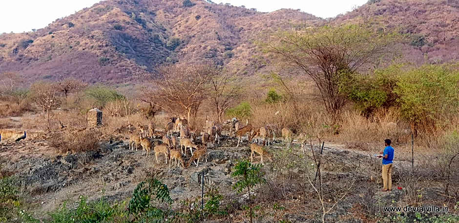 Devraj Villa - Luxury Pool Villa Udaipur