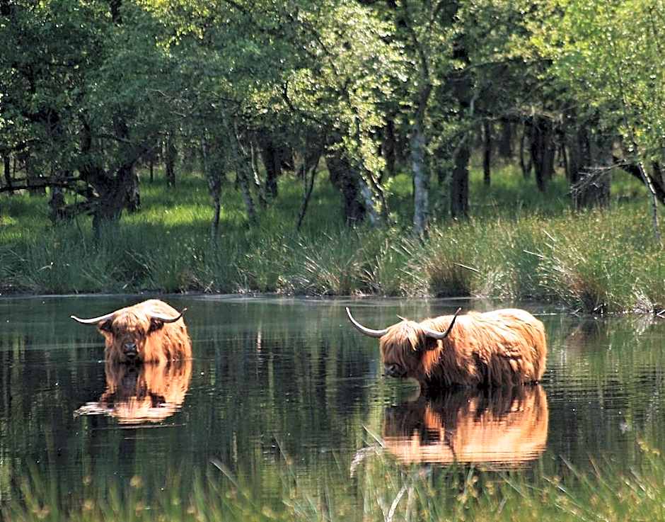 Hotel van der Valk Spier Dwingeloo