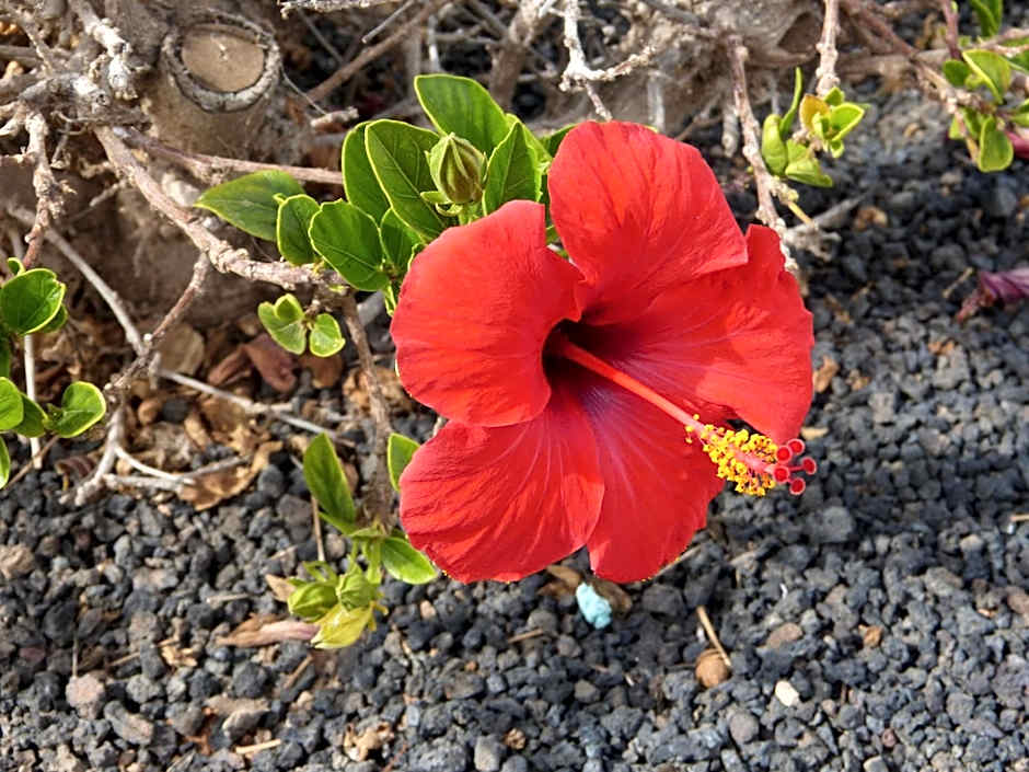 Bungalows Castillo Beach