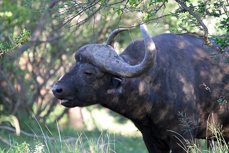 Morokolo Safari Lodge Self-catering