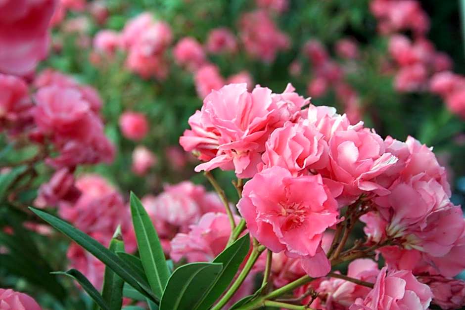 SPIROS & HIROKO Hotel - ADULTS ONLY