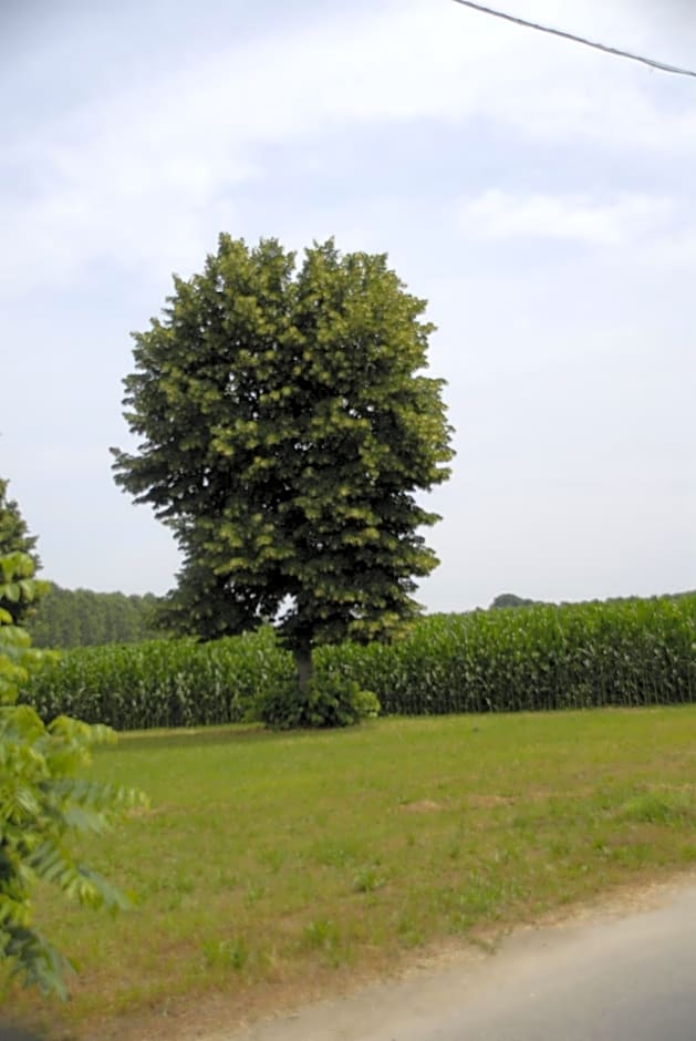 Spighe Paglia e Girasole