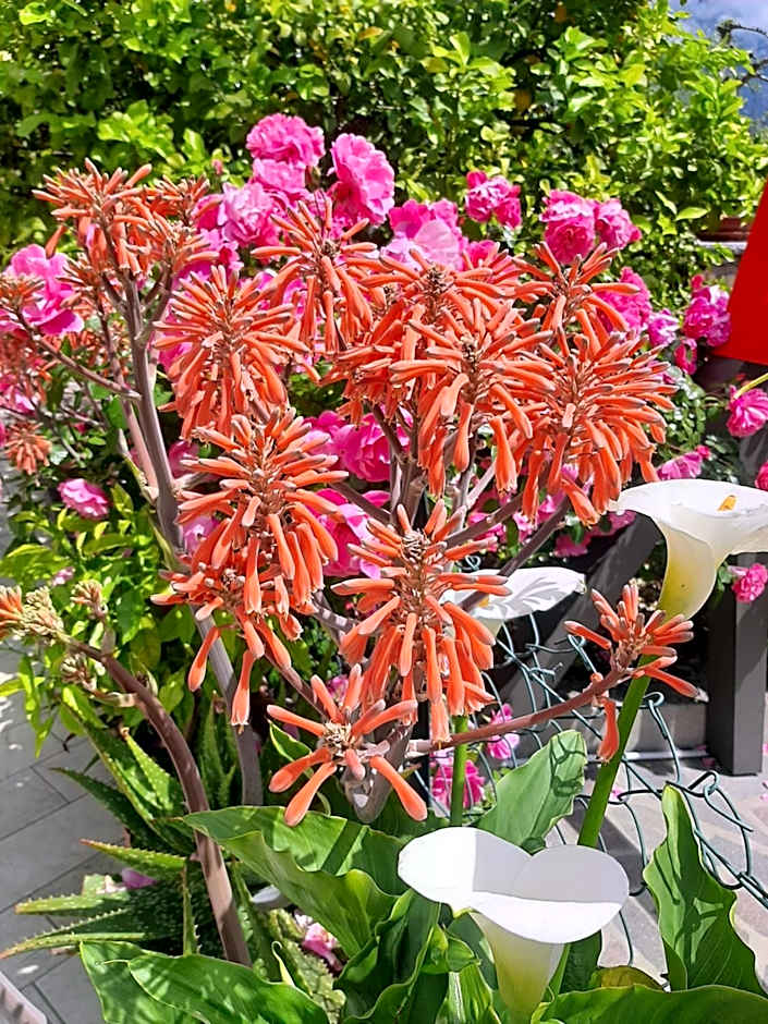 Hotel Augusta Garnì