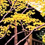 Kurokawa Onsen Oyado Noshiyu