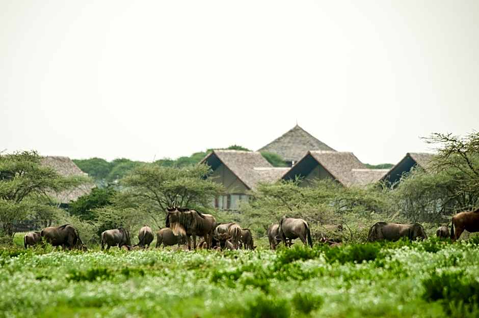 Lake Ndutu Luxury Tented Lodge