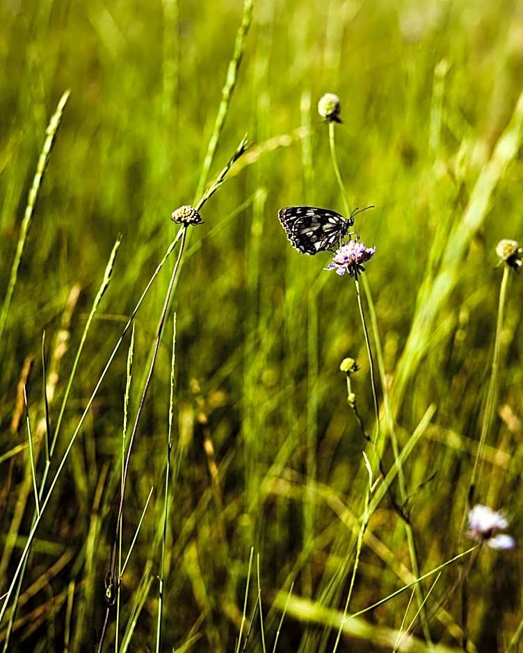 Tumova koča na Slavniku