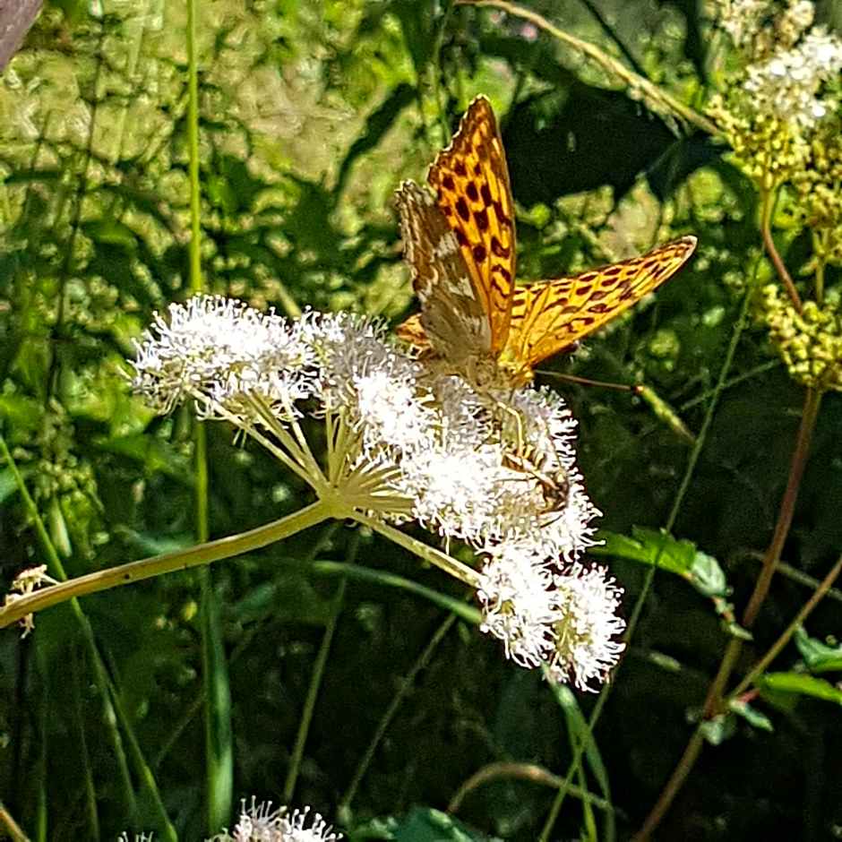 Hotel und Restaurant Alpina