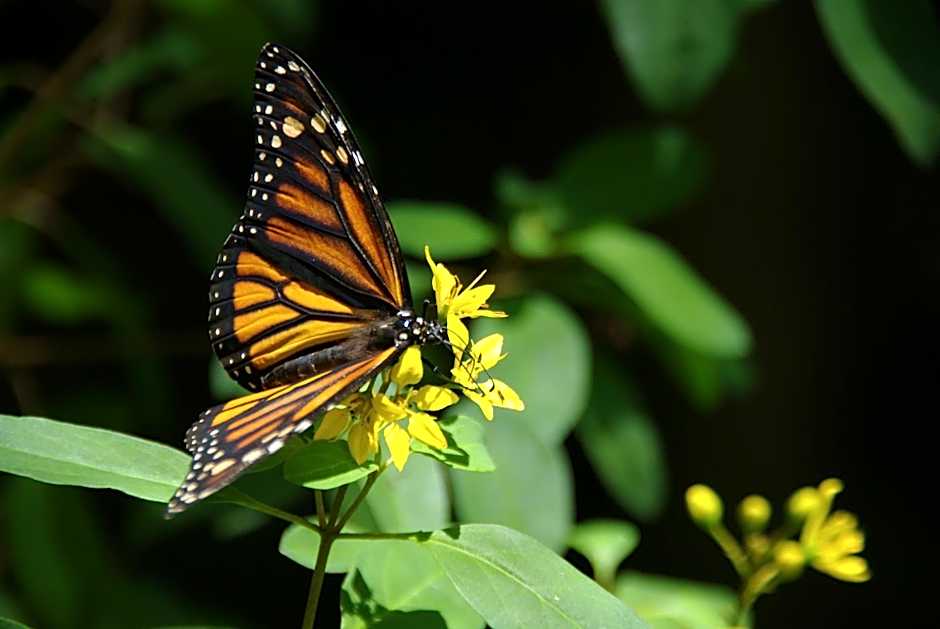 Eden Part' - Appartement avec jardin privé à Baie-Mahault