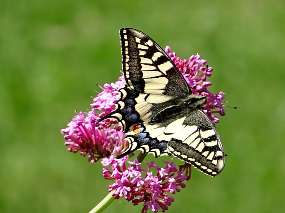 Studio "LA MEDINA", PISCINE jusqu'au 15 septembre, JARDIN BOTANIQUE, COMMERCES &MER
