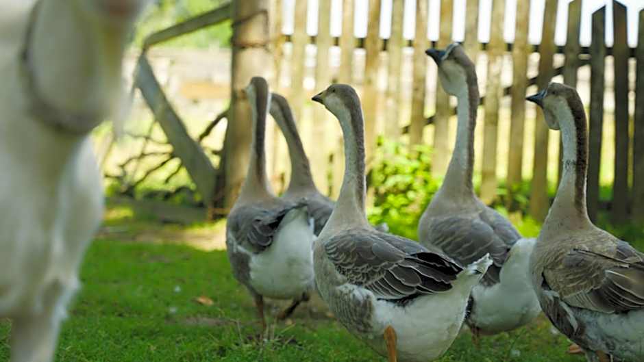 Hotel Restauracja Jaś Wędrowniczek