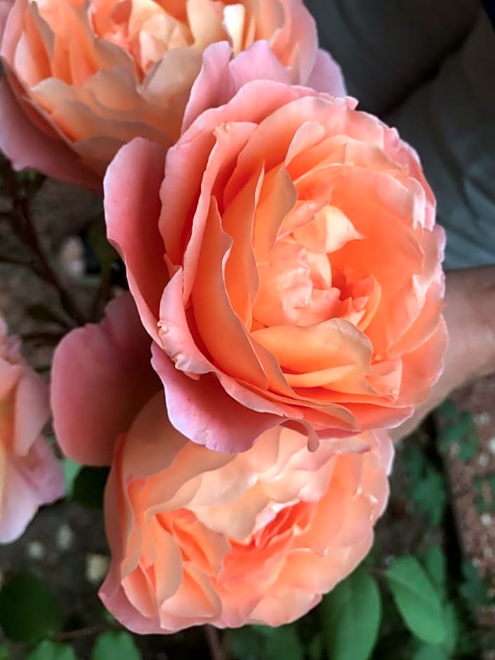 Rie's Retreat - The Emerald room