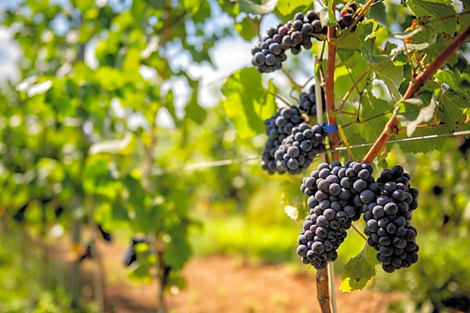 Hotel Niemcza Wino & Spa