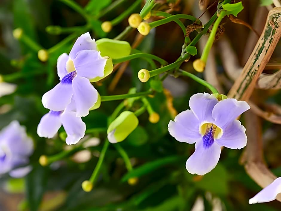 Ban U Thong Accommodations