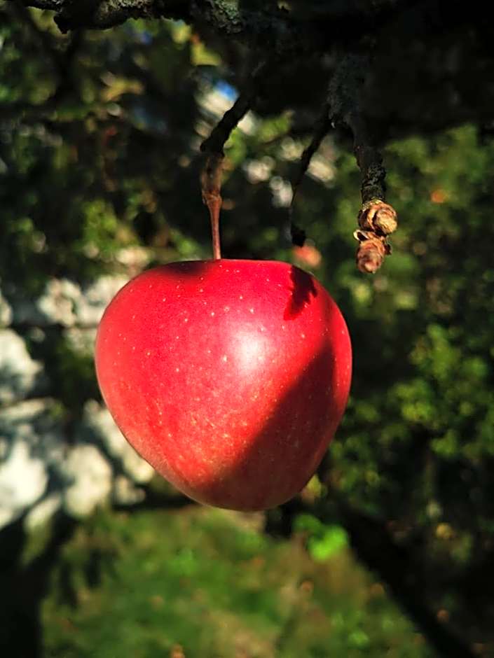 Hotel & Alpengasthof Pinzgerhof