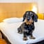 ibis Antwerpen Centrum