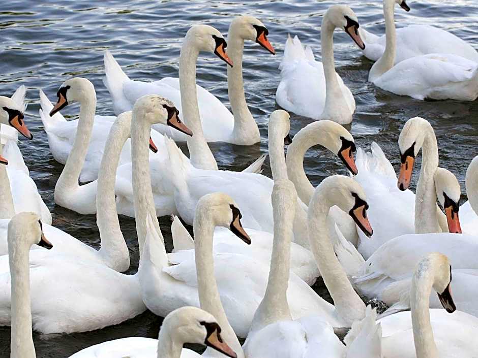 Mercure Stratford Upon Avon Shakespeare Hotel