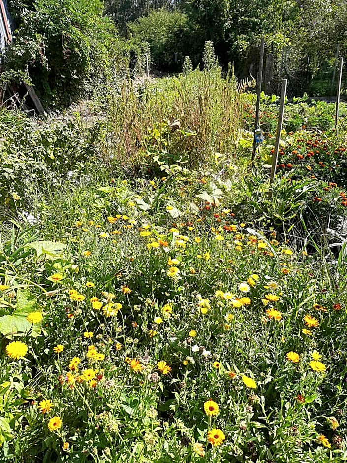 La Coutrotte Becquine