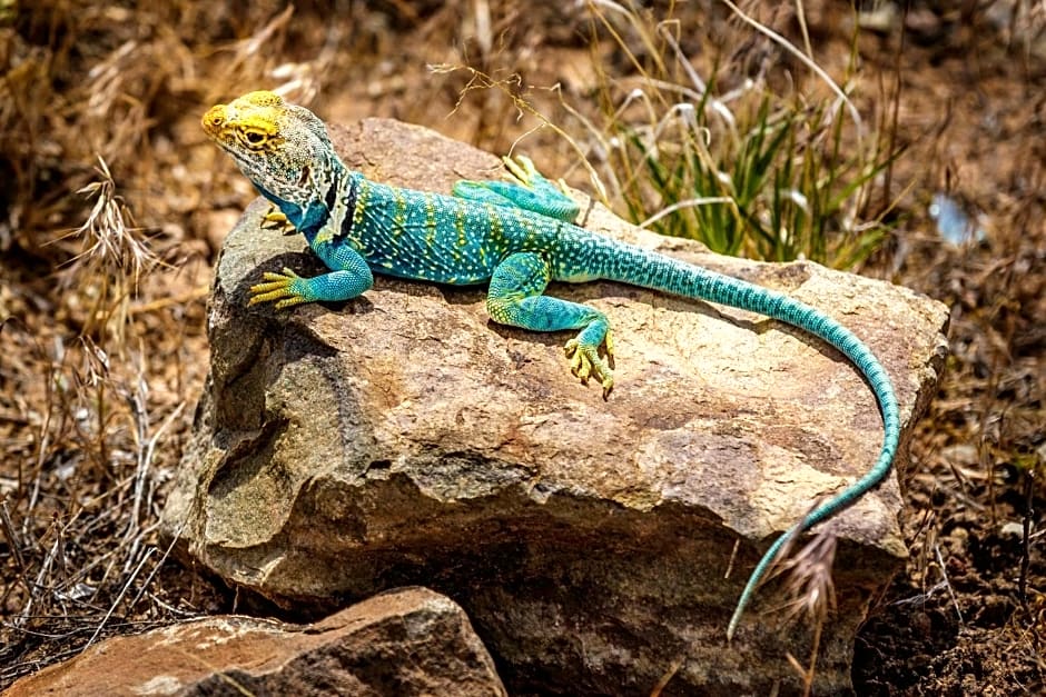 Stone Lizard Lodging