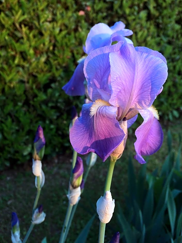 In Giardino B&B – Cassina de' Pecchi, DC