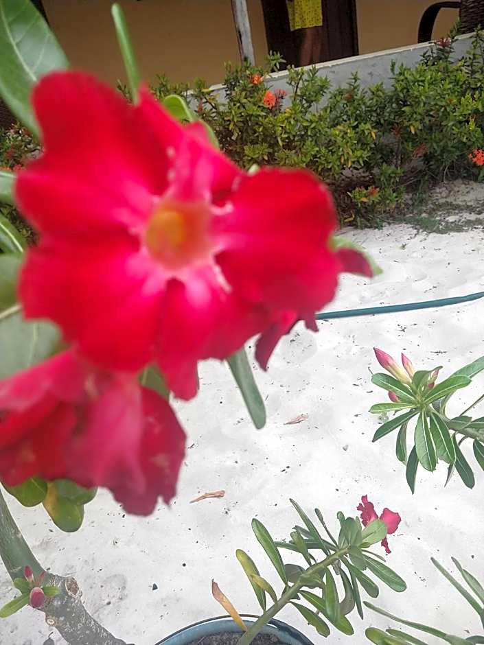 Pousada Flor do deserto - Mandacaru