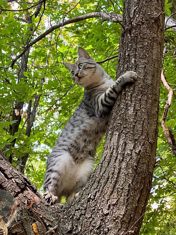 B&B IDUEVAGAMONDI immerso nel bosco tra le MONTAGNE con area benessere come EXTRA