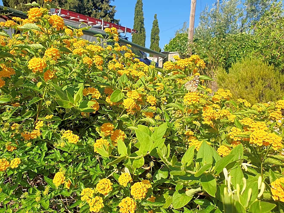 Elia Village by Irida Iris Group