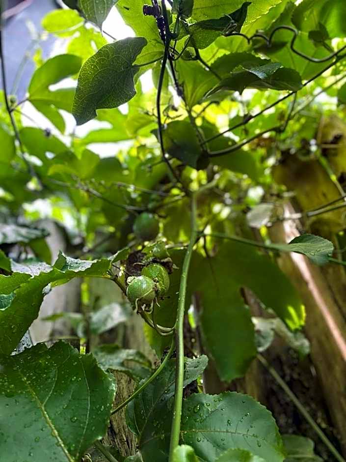 Hotel Camino Surreal Xilitla