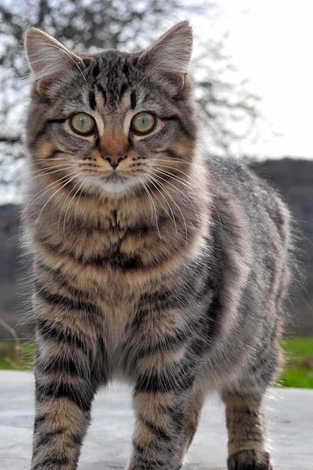 Le gîte de l'Araucaria