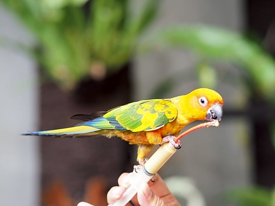 Aviary Bintaro
