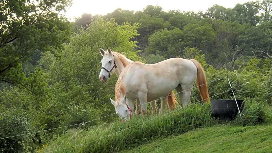 Chambres d'Hôtes Le Foursou