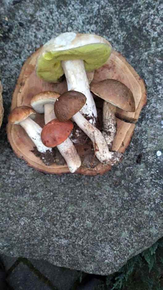 Uroczysko Ludwinowo na Podlasiu