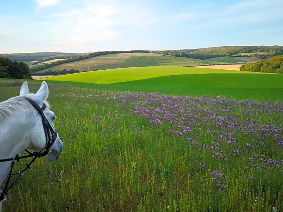 Charlton End - Goodwood Events