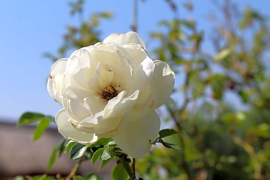 Gaggle Inn Guest Lodge