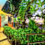 Casa Cielo Studio 1 with Tropical Garden Patio