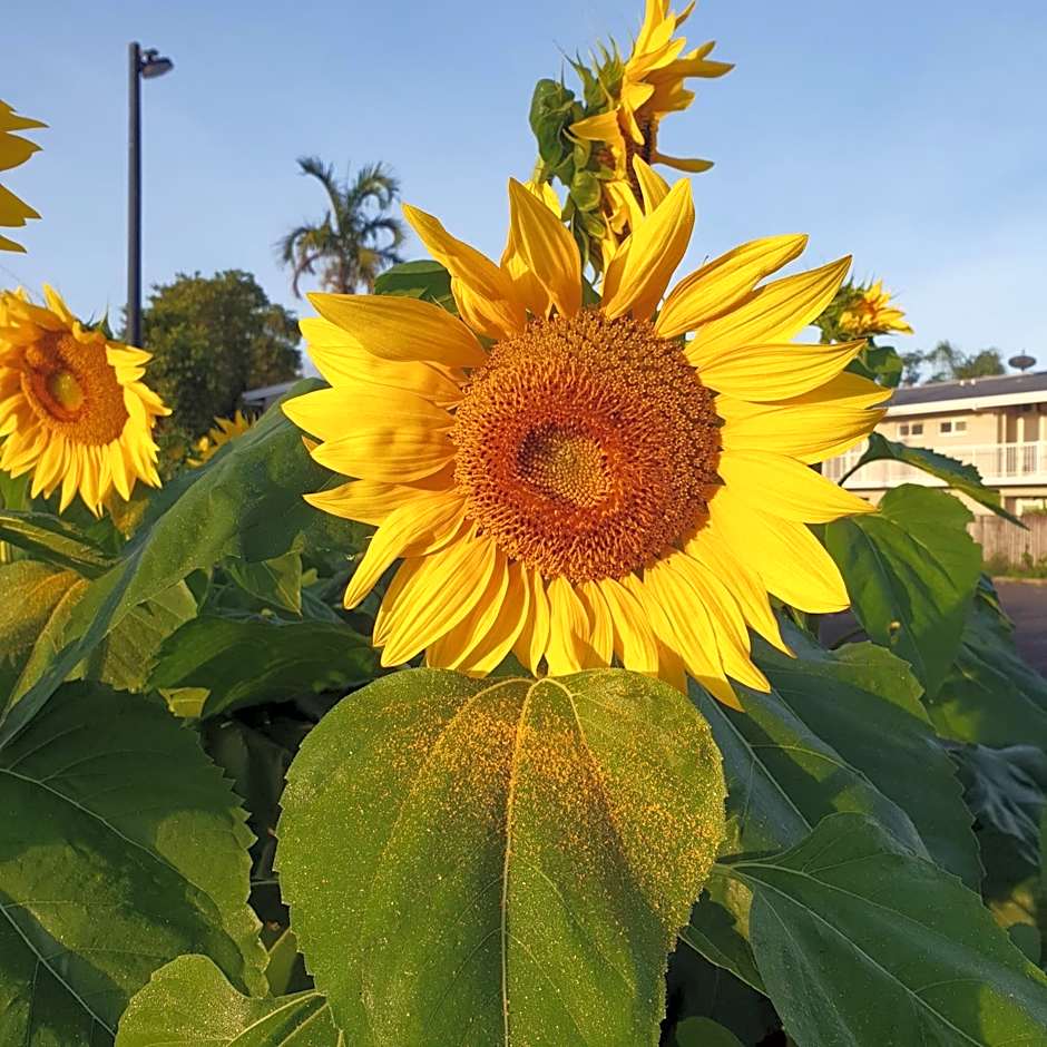 Palm Royale Cairns Resort