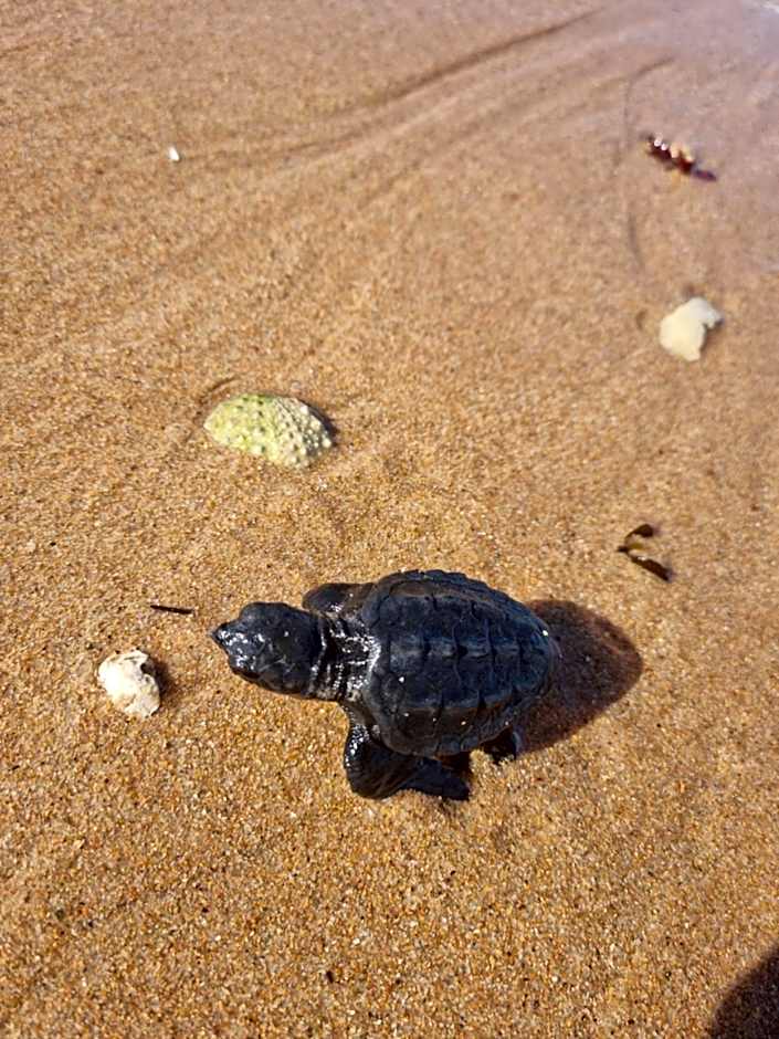 Casa de Jauà - SeaView - Coliving